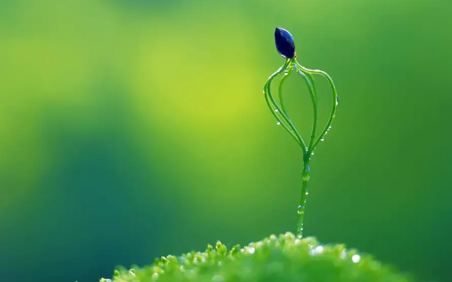 2k护眼壁纸-植物 - 护眼图片-清新植物「哲风壁纸」