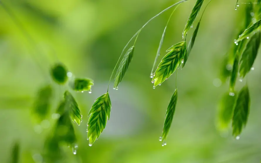 2k护眼壁纸-植物 - 水珠-绿叶「哲风壁纸」
