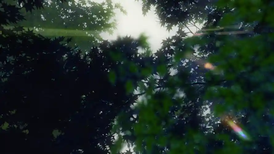 2k光影壁纸-树林 - 自然-阳光「哲风壁纸」