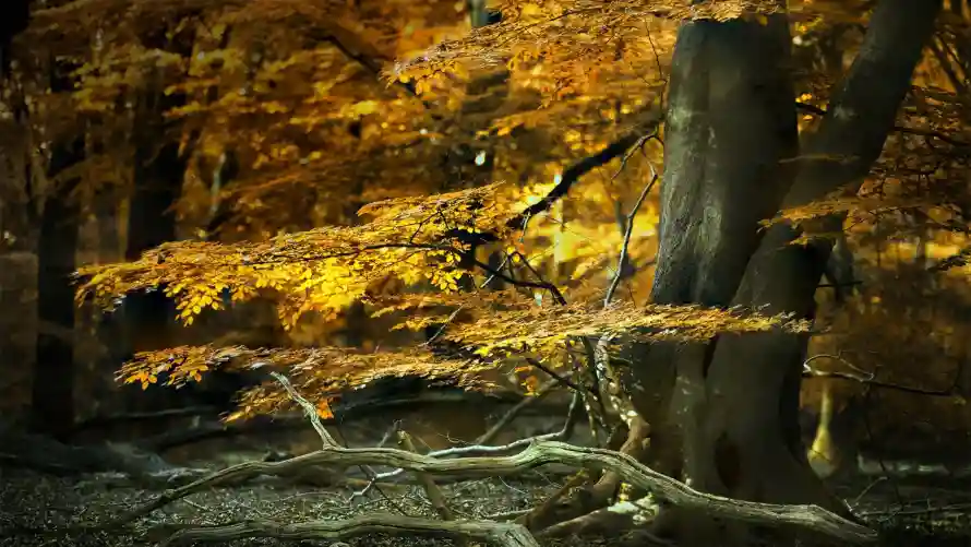 2k自然壁纸-风景 - 森林光影-秋季景观「哲风壁纸」