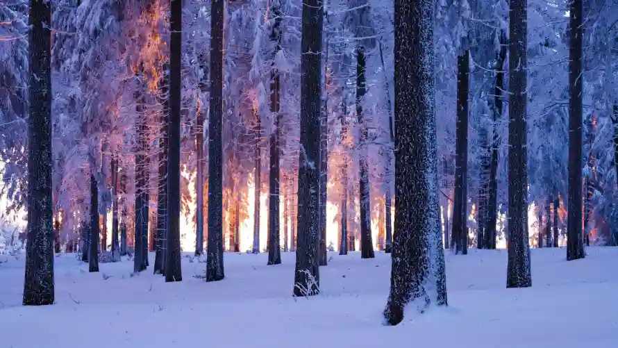 2k自然壁纸-雪景 - 风景-冬季背景「哲风壁纸」