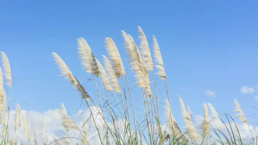 2k自然壁纸-蒲苇 - 蓝天-风景「哲风壁纸」