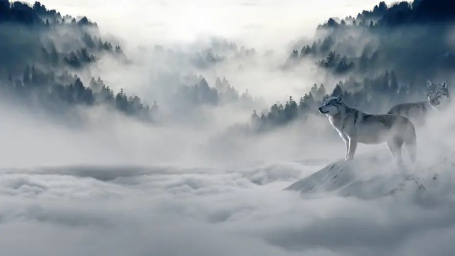 4k孤狼壁纸-狼 - 风景-狼图腾「哲风壁纸」
