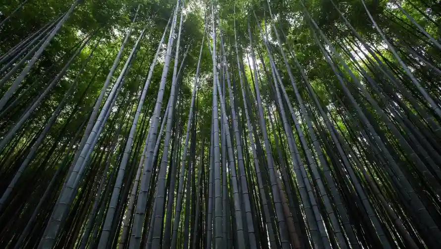 2k竹林壁纸-自然 - 风景-清新竹林「哲风壁纸」