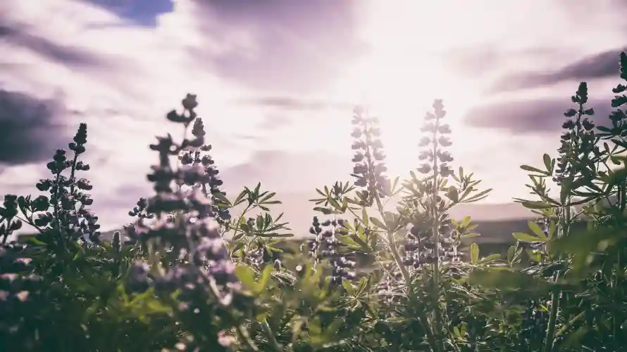 4k自然壁纸-风景 - 鲁冰花-云层光影「哲风壁纸」