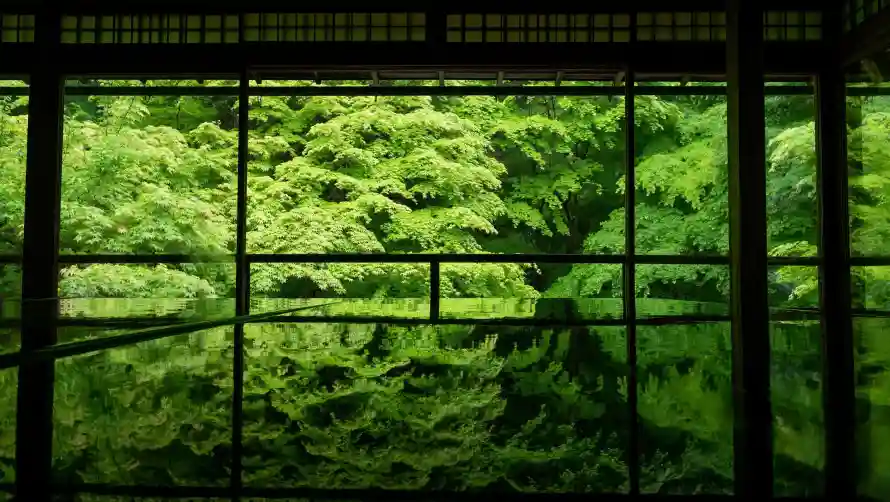 2k绿色壁纸-艺术 - 森林水景-植物倒影「哲风壁纸」