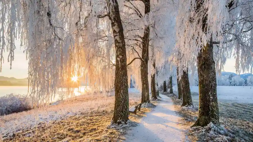 4k自然壁纸-雪景 - 冬季森林景象-冬日森林雪景「哲风壁纸」