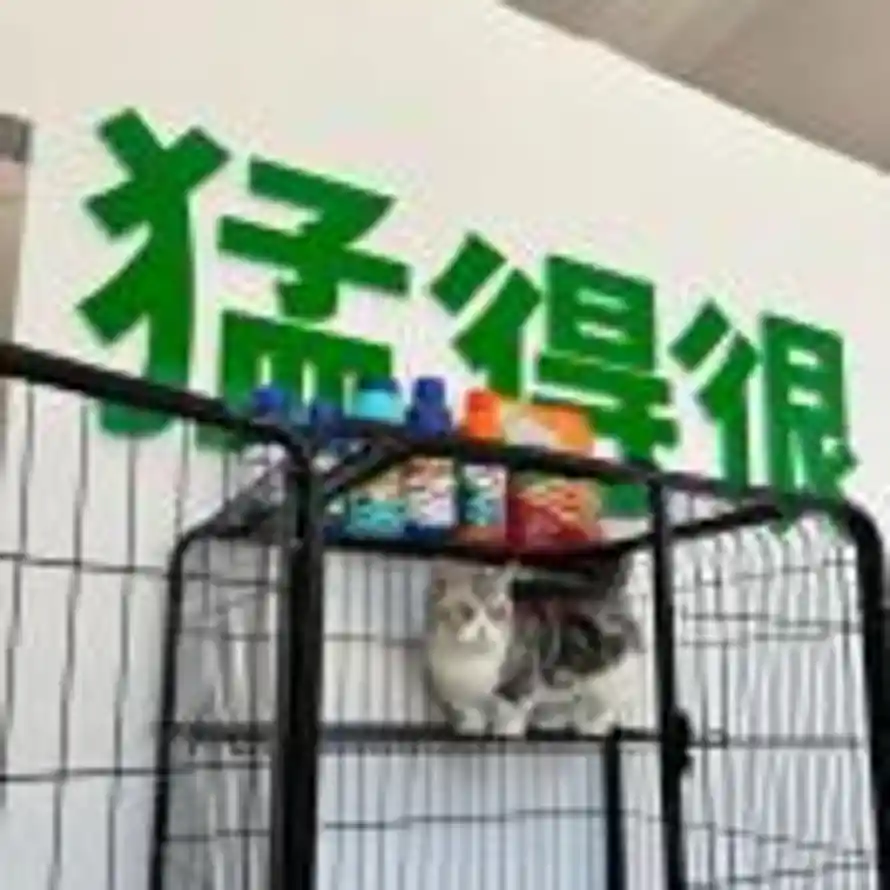 猛得很小陈的头像