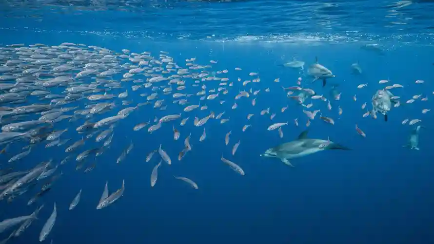 4k海洋壁纸-风景 - 水下世界-海洋生态「哲风壁纸」 4k海洋壁纸-风景 - 水下世界-海洋生态「哲风壁纸」