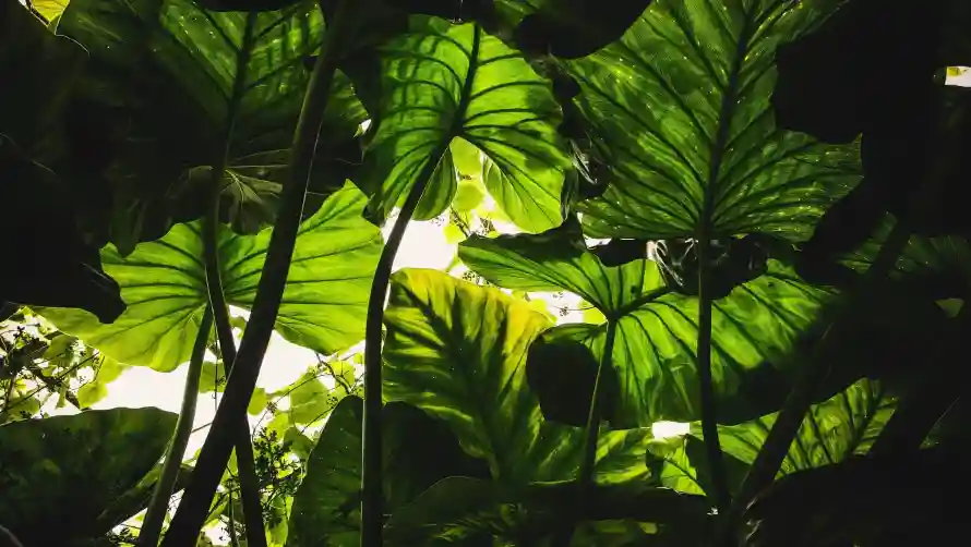 2k绿植壁纸-风景 - 热带植物-叶片缝隙阳光「哲风壁纸」