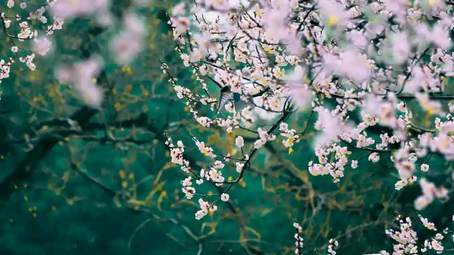 4k梅花壁纸-粉梅 - 绿枝-腊梅「哲风壁纸」