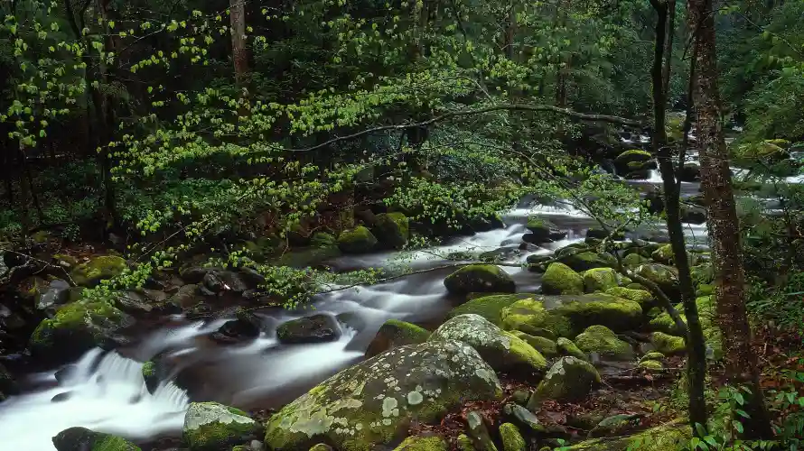 4k森林壁纸-溪流 - 自然-风景「哲风壁纸」