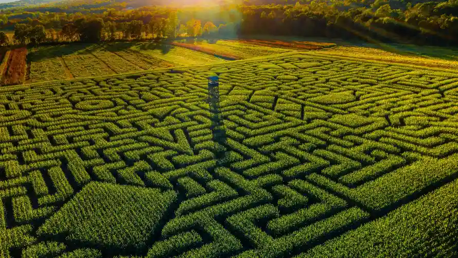4k自然壁纸-风景 - 户外探险-植物迷宫「哲风壁纸」