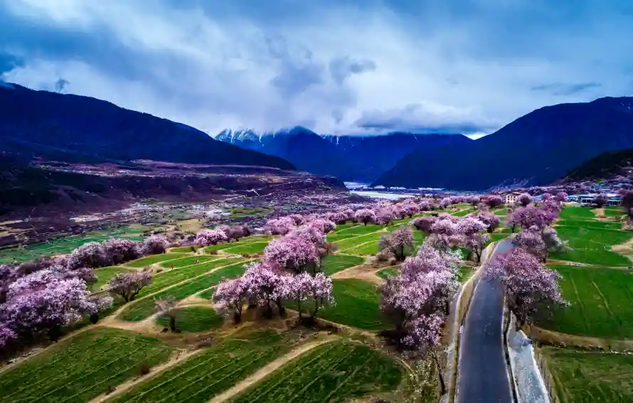 5k林芝壁纸-桃林 - 桃花-西藏「哲风壁纸」