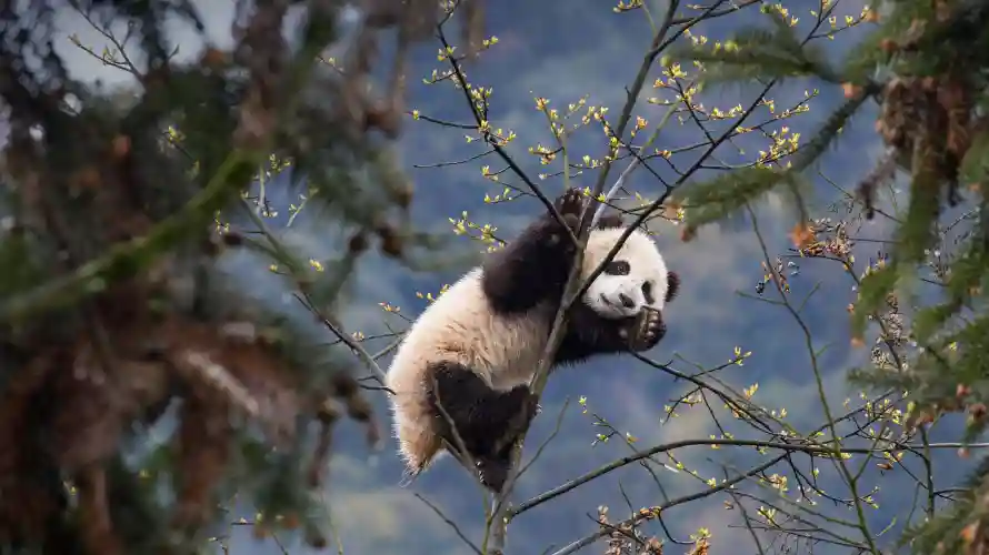 4k熊猫壁纸-自然 - 风景-憨态可掬「哲风壁纸」