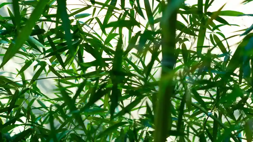 6k护眼壁纸-绿色 - 护眼背景-植物景观「哲风壁纸」