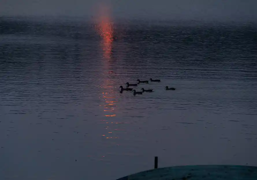 6k夕阳壁纸-鸭子 - 夕阳倒影-暮色湖面「哲风壁纸」
