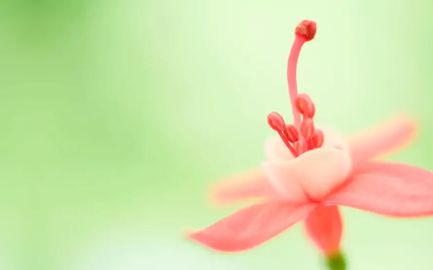 2k小花壁纸-桌面背景 - 清新背景-自然花卉「哲风壁纸」