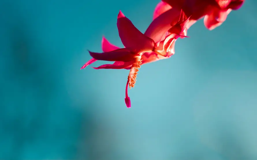 2k小花壁纸-红花 - 小花摄影-微距花卉「哲风壁纸」
