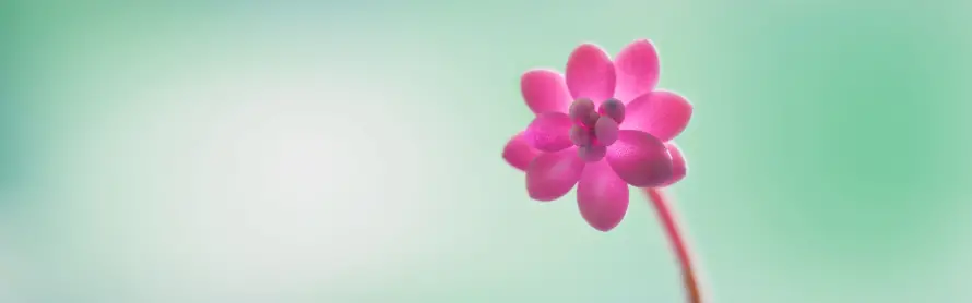 4k粉花壁纸-紫花 - 花朵-绿背景「哲风壁纸」