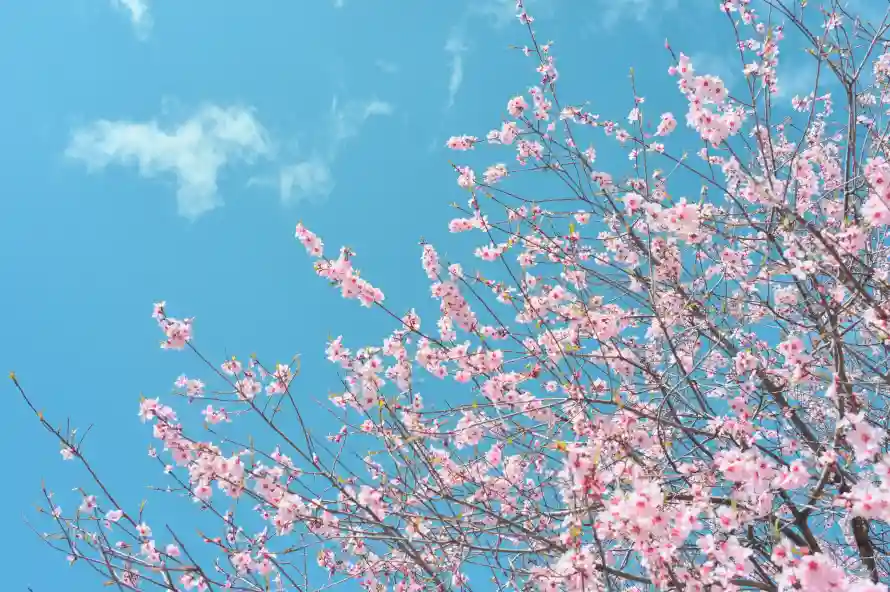 5k花朵壁纸-花树 - 樱花树-春日花卉「哲风壁纸」