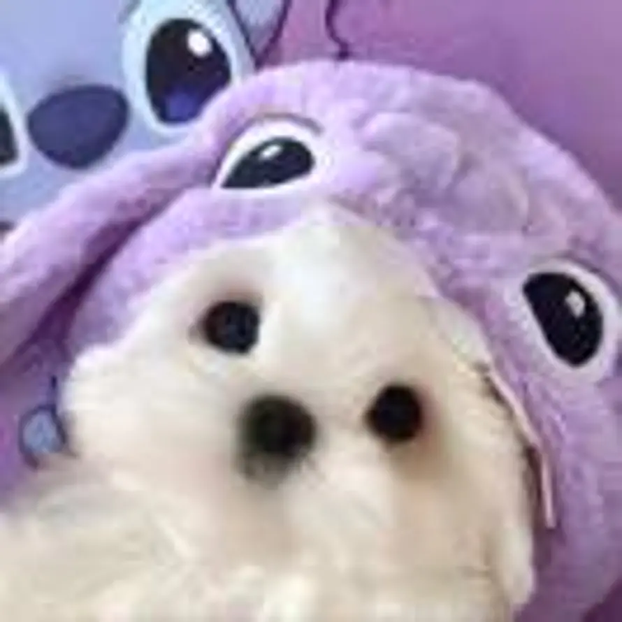 ᦗ的头像