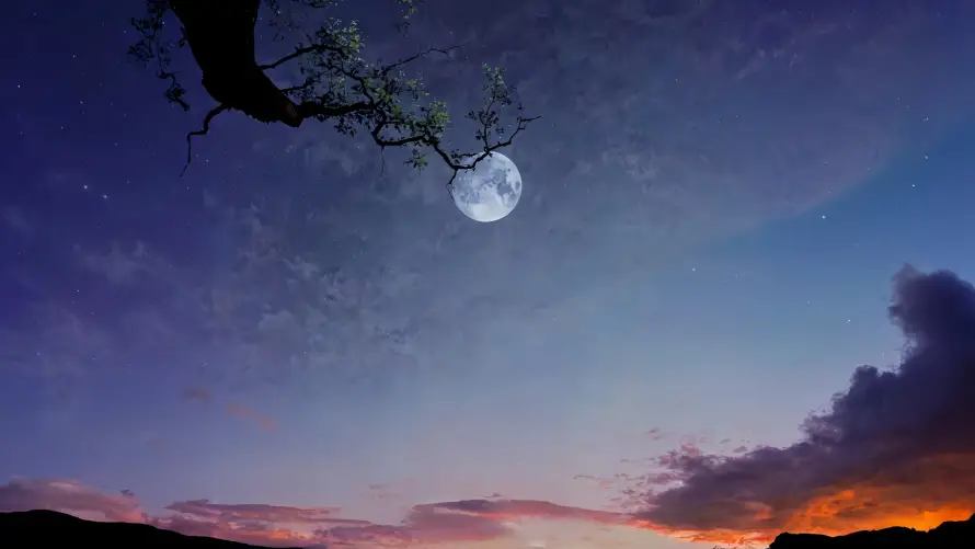 4k月亮壁纸 - 树枝 - 夏日夕阳 - 夏日天空「哲风壁纸」