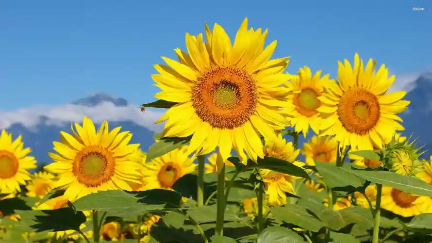 3k花田壁纸-风景 - 向日葵-夏日背景「哲风壁纸」