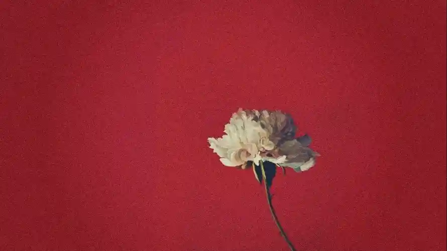 4k红色壁纸-花 - 白色花卉-简约风格「哲风壁纸」