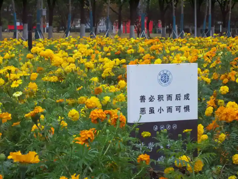 学校的漂亮花 - 壁纸图片1