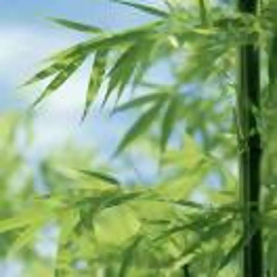 沧浪的头像