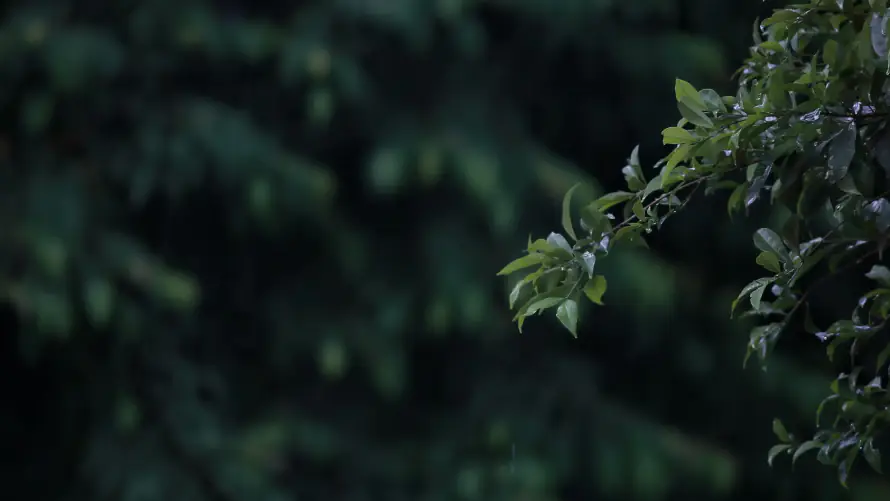 4k下雨壁纸-枝叶 - 湿润-雨天「哲风壁纸」