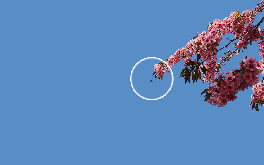 3k春季壁纸-樱花 - 粉色-花枝「哲风壁纸」