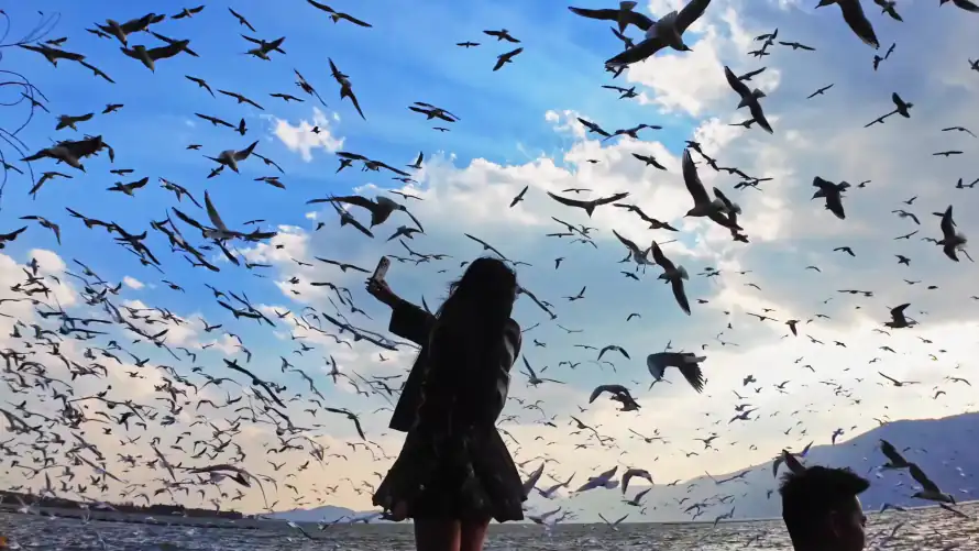 4k天空壁纸-水面 - 洱海-海鸥「哲风壁纸」
