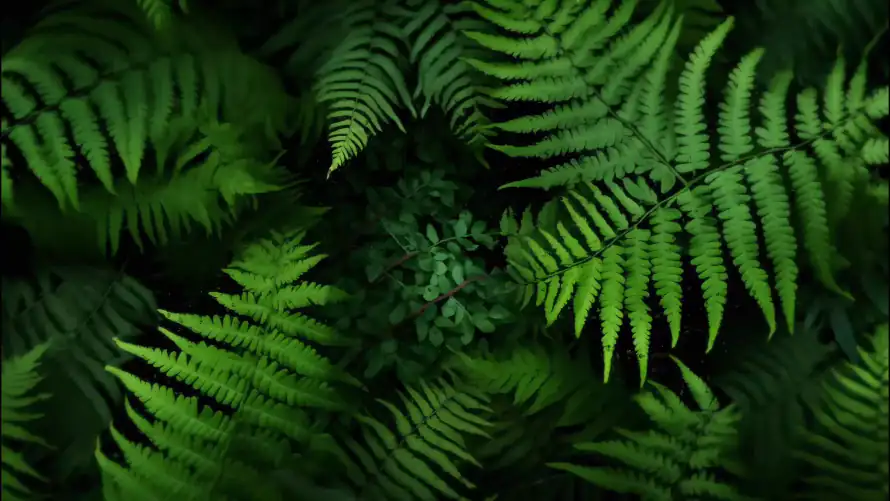 4k叶脉壁纸-护眼 - 植物-绿叶「哲风壁纸」