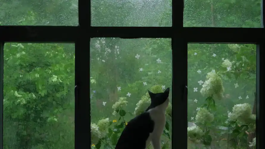 4k下雨壁纸 - 窗户 - 窗边 - 绿植「哲风壁纸」