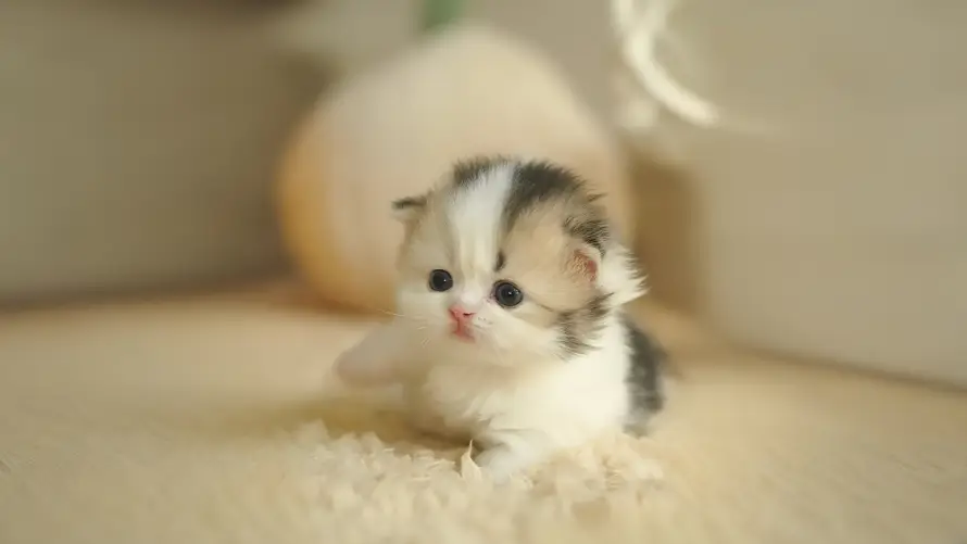 3k宠物壁纸-幼猫 - 猫咪-可爱猫咪「哲风壁纸」 3k宠物壁纸-幼猫 - 猫咪-可爱猫咪「哲风壁纸」