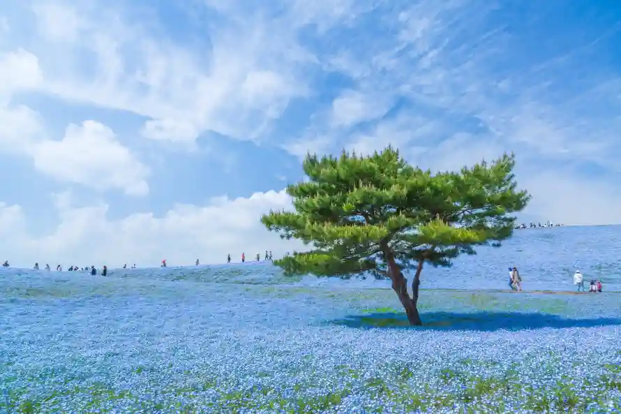3k孤松壁纸-景观 - 田野-花海「哲风壁纸」
