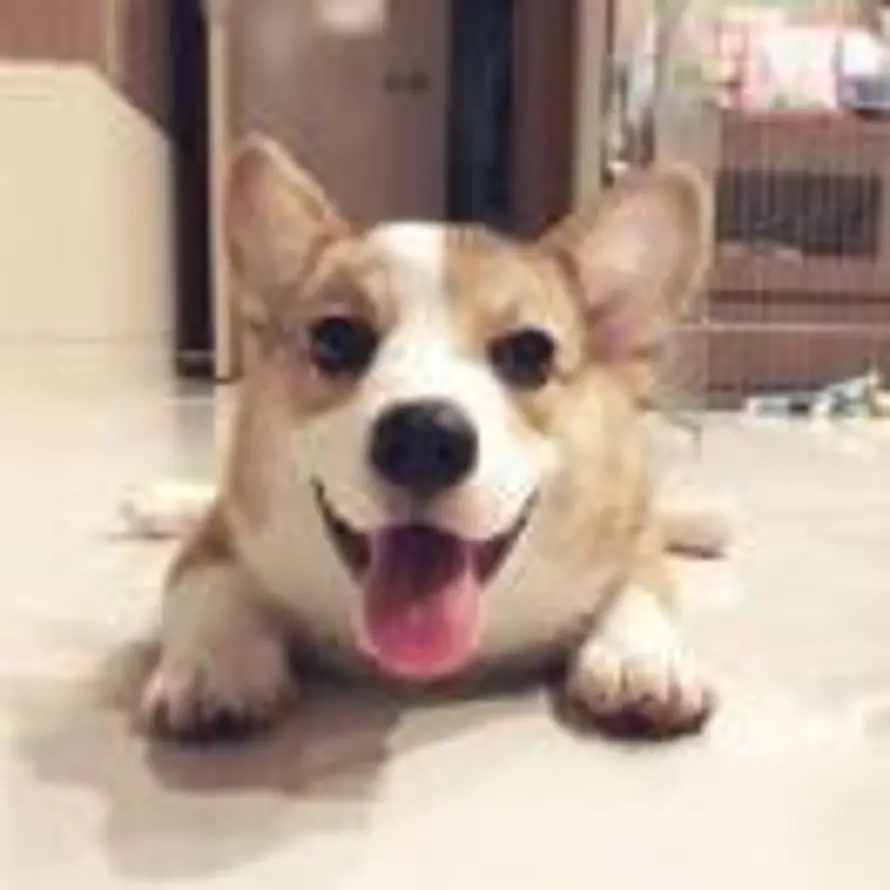 CrazyStone的头像