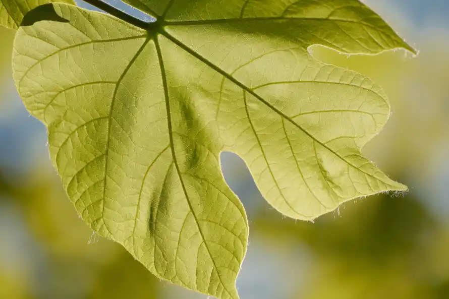 8k动物壁纸-植物 - 绿叶-自然「哲风壁纸」