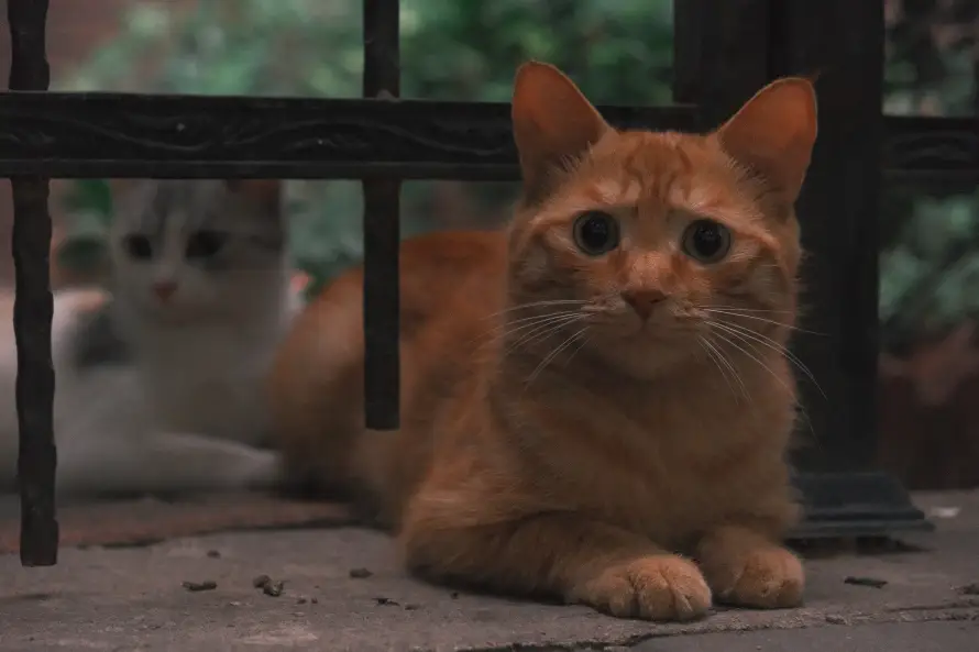 8k可爱壁纸-户外 - 栅栏-橘猫「哲风壁纸」