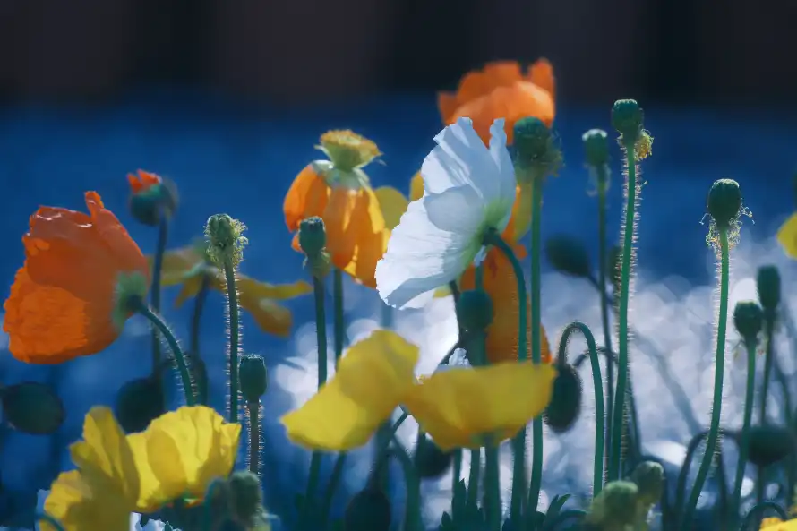 8k蓝色壁纸-花 - 橙色花-白色花「哲风壁纸」