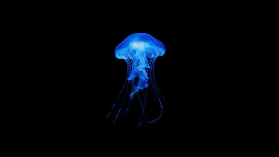 4k海底壁纸-荧光水母 - 蓝灯水母-蓝色发光「哲风壁纸」