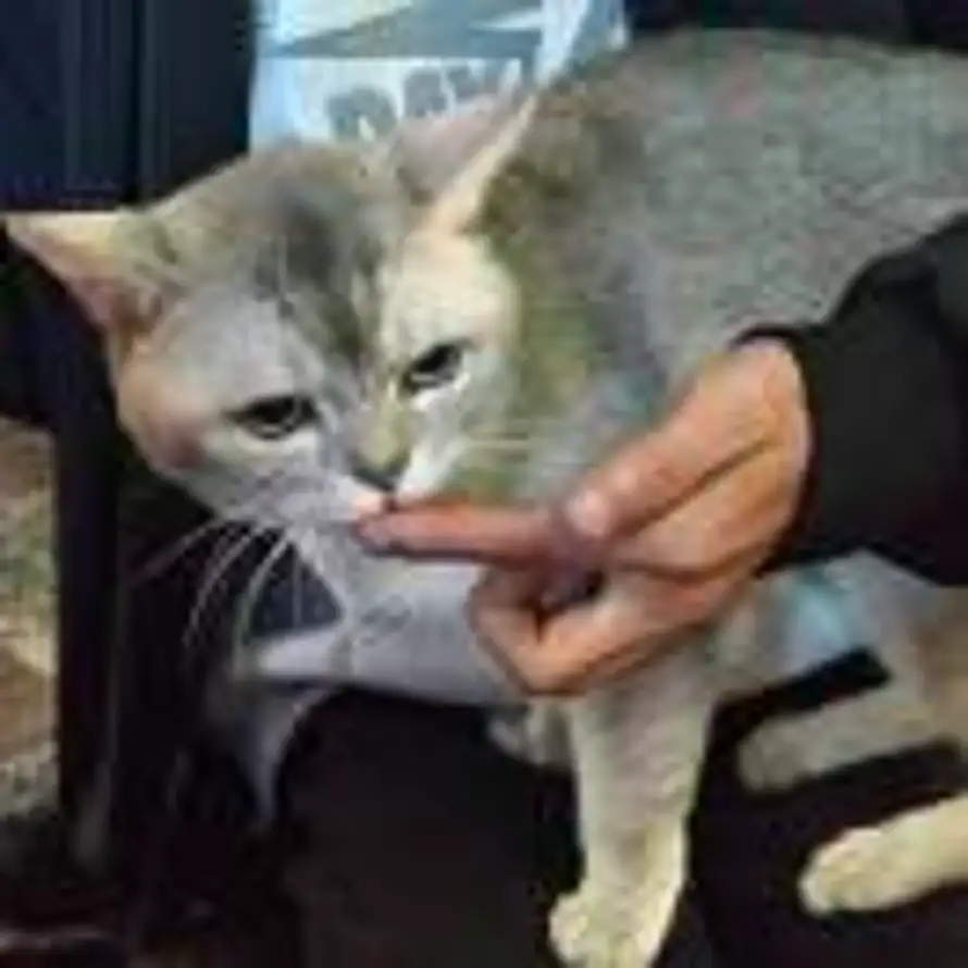橘子猫的头像