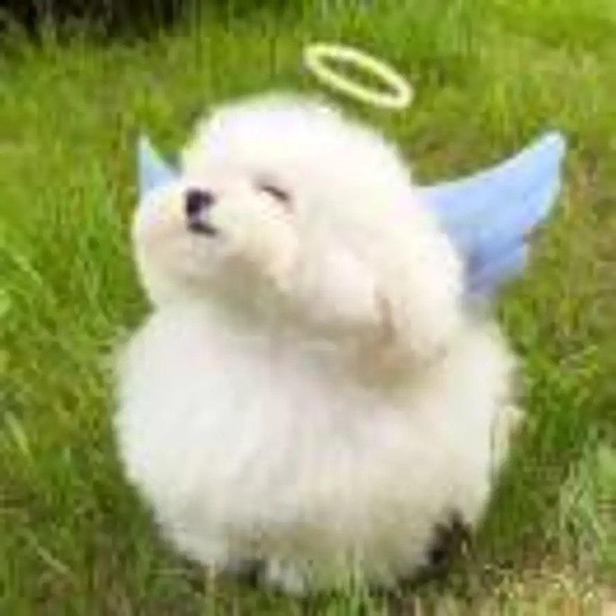 Draloᥫᩣ的头像