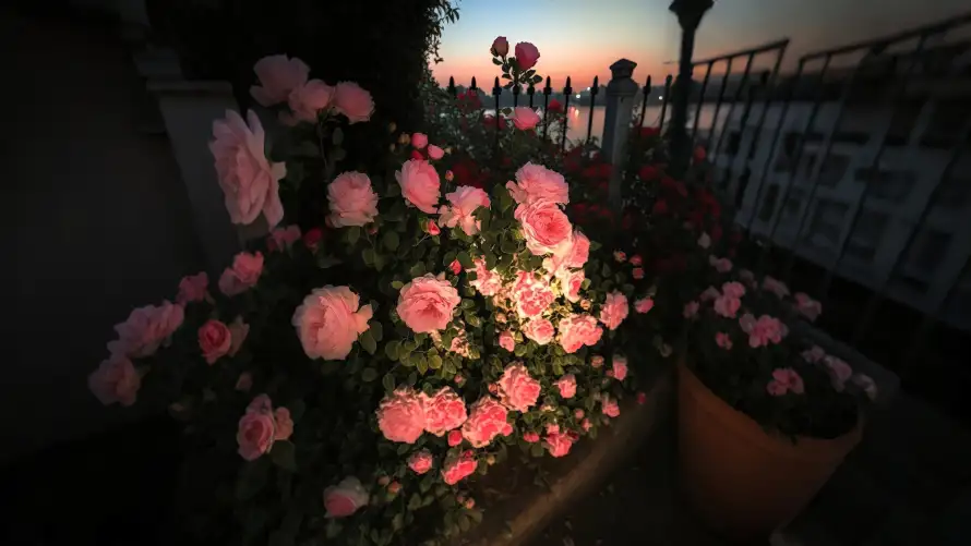 4k夕阳壁纸-护栏 - 晚霞-花盆「哲风壁纸」