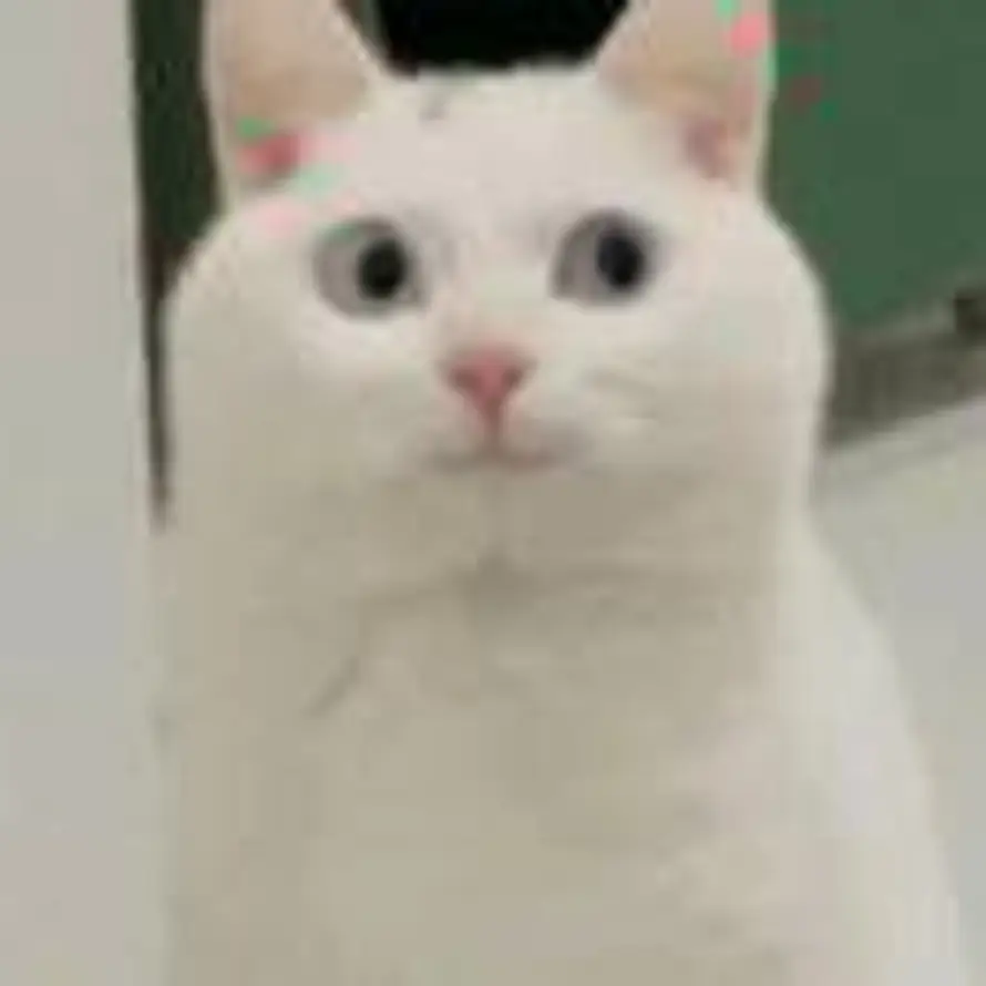 枫的头像
