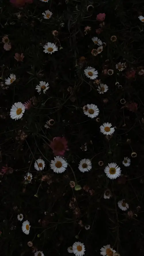 4k雏菊壁纸 - 白色雏菊 - 黄色花心 - 黑色背景「哲风壁纸」