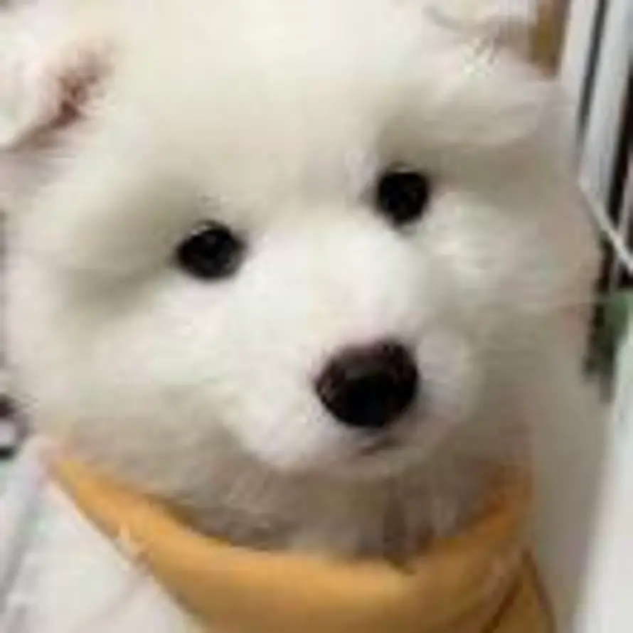 傲态的头像