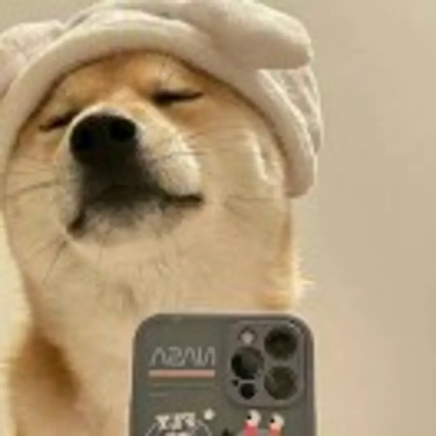 💤的头像
